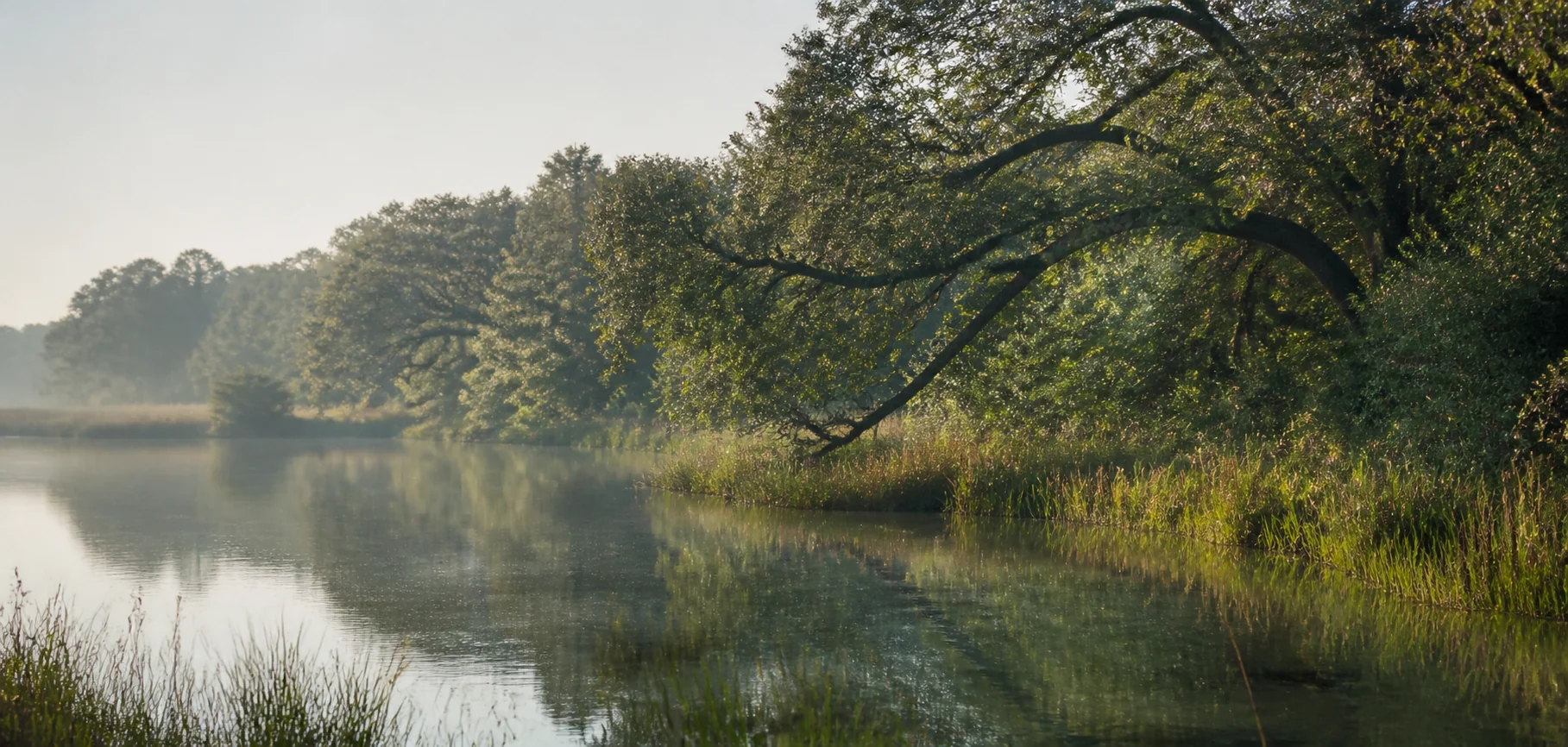 Live oak branches over calm water in soft morning light